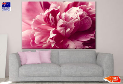 Pink Peony Flower Macro Photograph Print 100% Australian Made