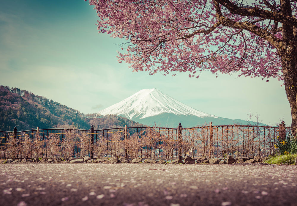Cherry BlossomTree & Nature View Photograph Print 100% Australian Made