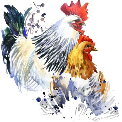 Square Canvas Rooster & Hen Watercolor Painting High Quality Print 100% Australian Made