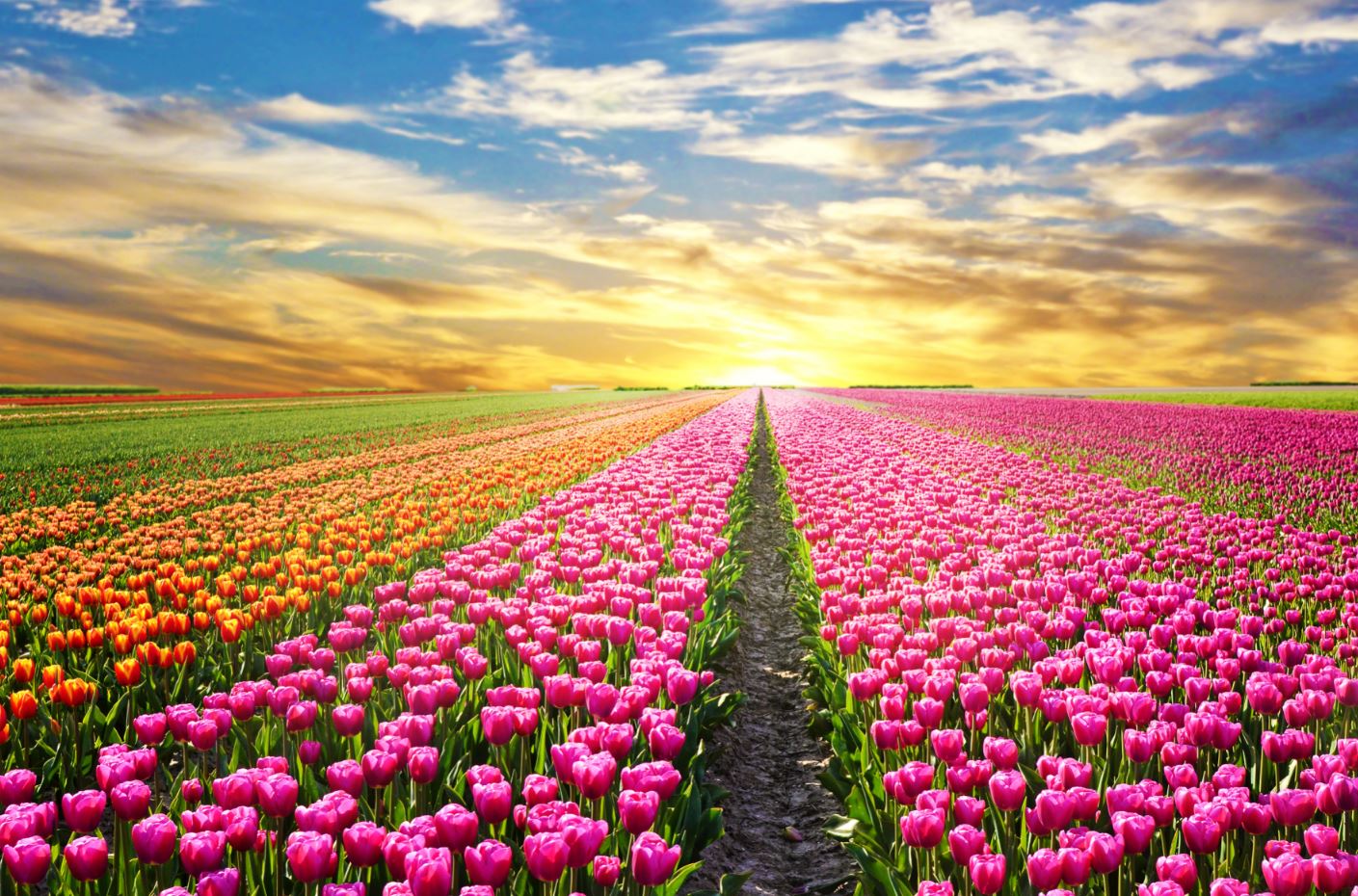 Colorful Tulip Flower Field View Print 100% Australian Made
