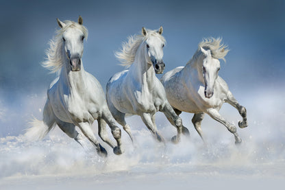 Horses Running on Sand Photograph Home Decor Premium Quality Poster Print Choose Your Sizes