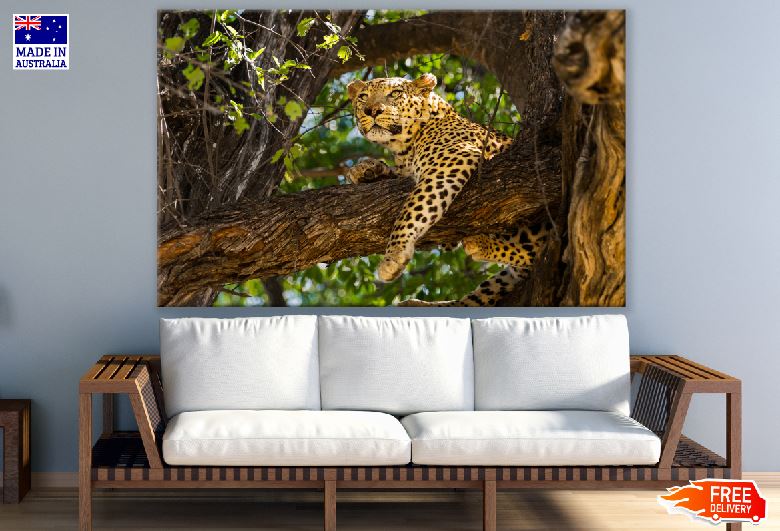 Leopard on a Tree Photograph Print 100% Australian Made