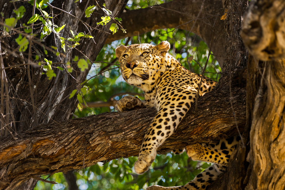 Leopard on a Tree Photograph Print 100% Australian Made
