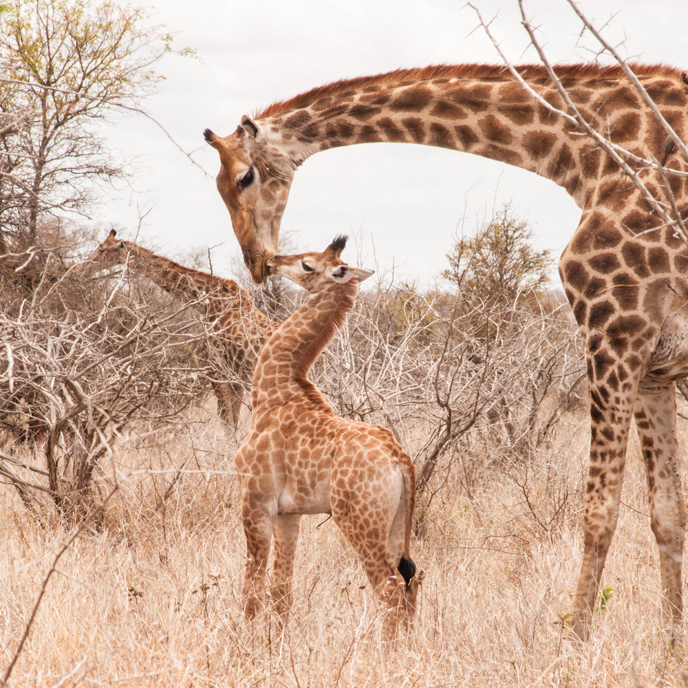 Square Canvas Giraffes in Forest Photograph High Quality Print 100% Australian Made