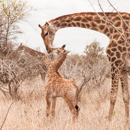 Square Canvas Giraffes in Forest Photograph High Quality Print 100% Australian Made