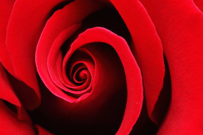 Red Rose Close up Photograph Print 100% Australian Made