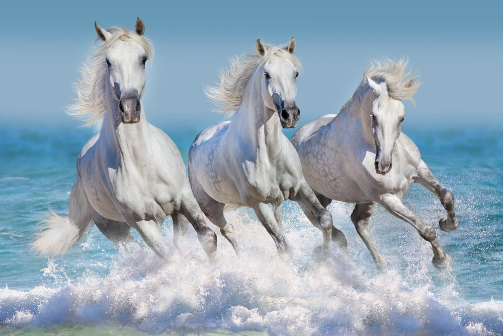 Horses Running on Water Photograph Home Decor Premium Quality Poster Print Choose Your Sizes