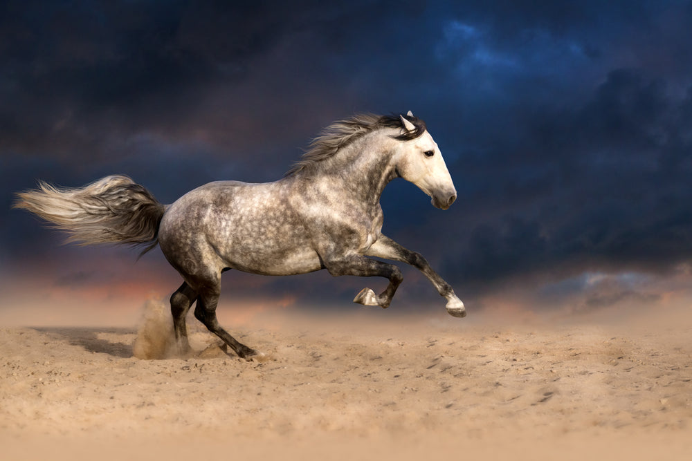 Running Horse Photograph Print 100% Australian Made