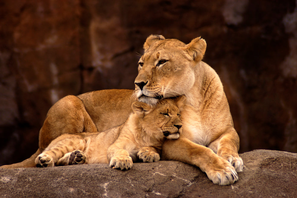 Lioness & Cub Photograph Print 100% Australian Made