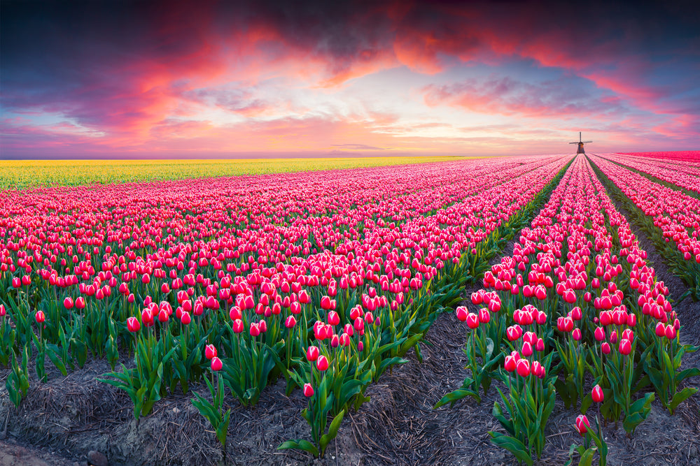 Tulip Field Sunset View Photograph Print 100% Australian Made