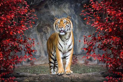 Tiger in Zoo Red Leafy Trees Photograph Print 100% Australian Made