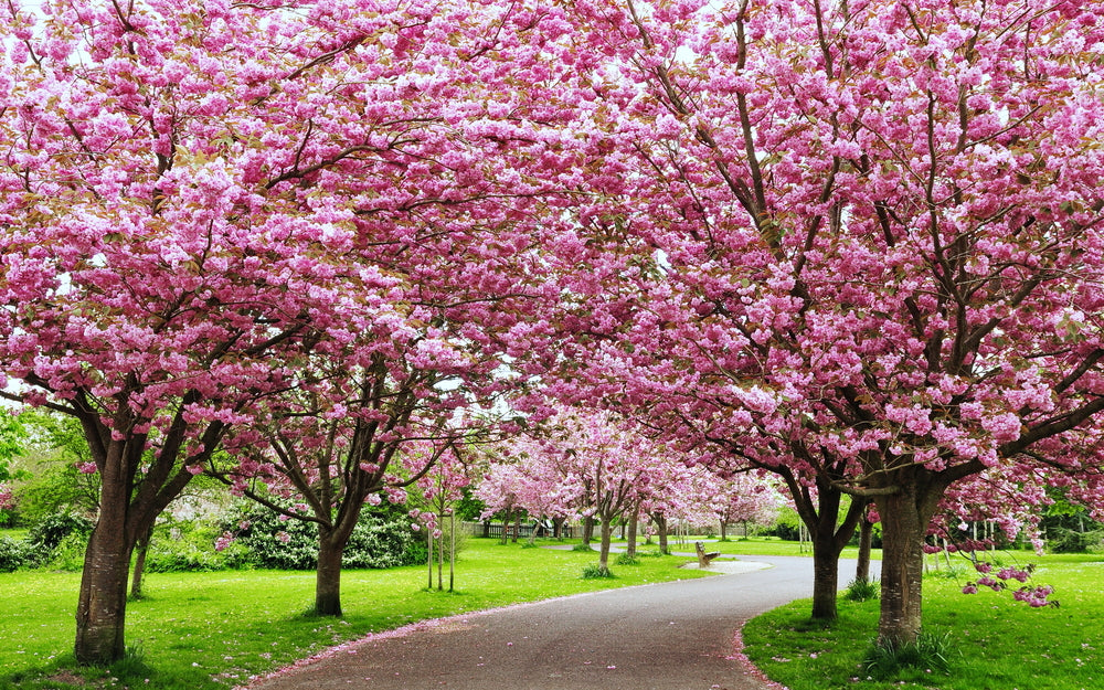 Road Between Cherry Blossom Trees Photograph Print 100% Australian Made