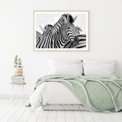 Zebras Portrait B&W Photograph Home Decor Premium Quality Poster Print Choose Your Sizes