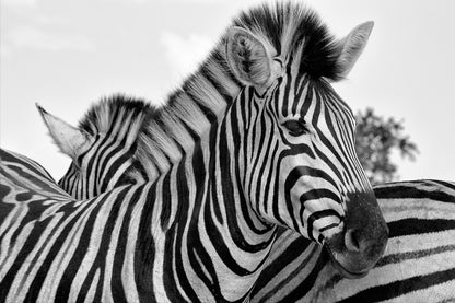 Zebras Portrait B&W Photograph Home Decor Premium Quality Poster Print Choose Your Sizes