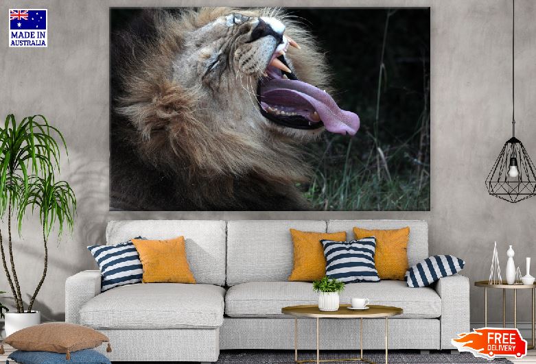 Lion Yawning Portrait Photograph Print 100% Australian Made