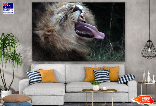 Lion Yawning Portrait Photograph Print 100% Australian Made