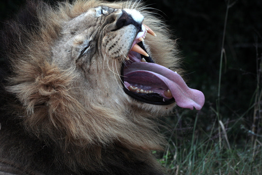 Lion Yawning Portrait Photograph Print 100% Australian Made
