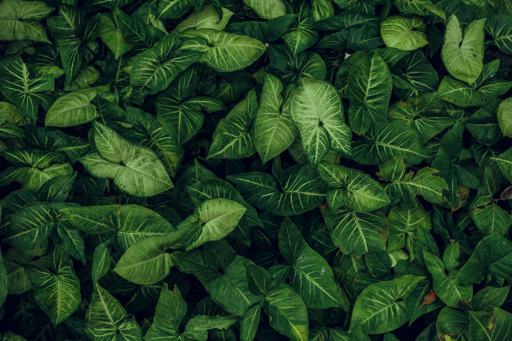 Leaves Photograph Print 100% Australian Made