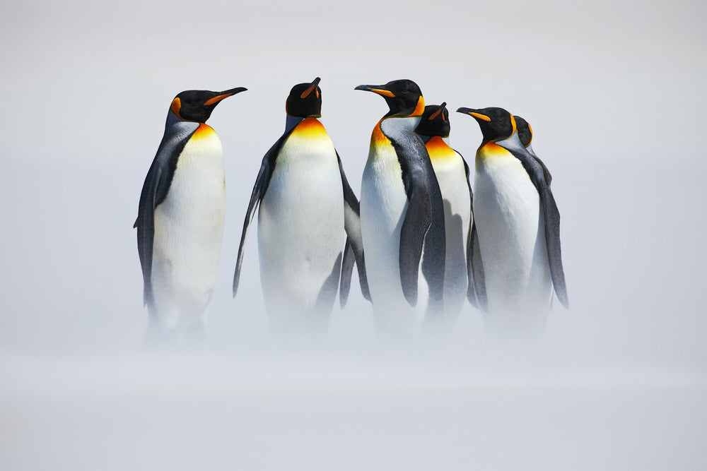 Penguins on Ice Glacier Photograph Print 100% Australian Made