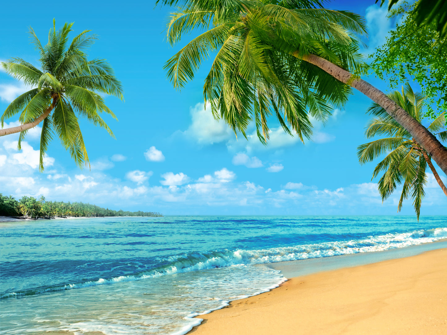 Palm Trees & Sea Scenery Photograph Print 100% Australian Made