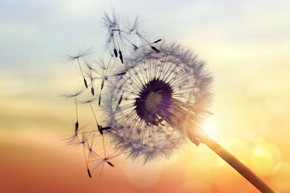 Dandelion Flower Seeds Blowing in the Wind Sunset with Photograph Print 100% Australian Made