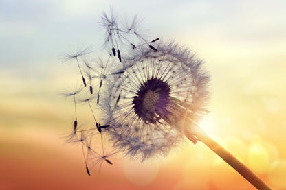 Dandelion Flower with Flying Buds Sunset Photograph Print 100% Australian Made