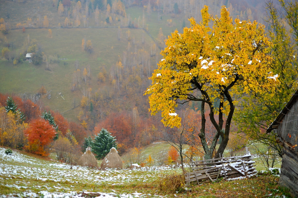 Yellow Tree Nature Scenery View Home Decor Premium Quality Poster Print Choose Your Sizes