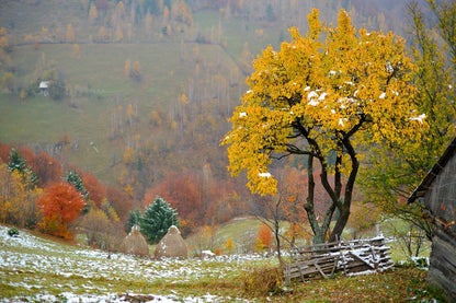 Yellow Tree Nature Scenery View Print 100% Australian Made