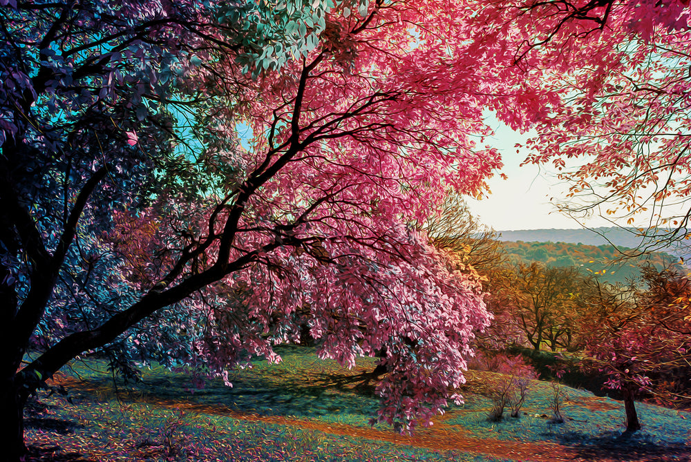 Colorful Trees Photograph Print 100% Australian Made