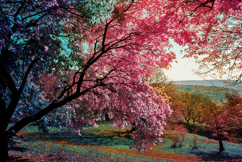 Blossom Tree Forest Photograph Home Decor Premium Quality Poster Print Choose Your Sizes