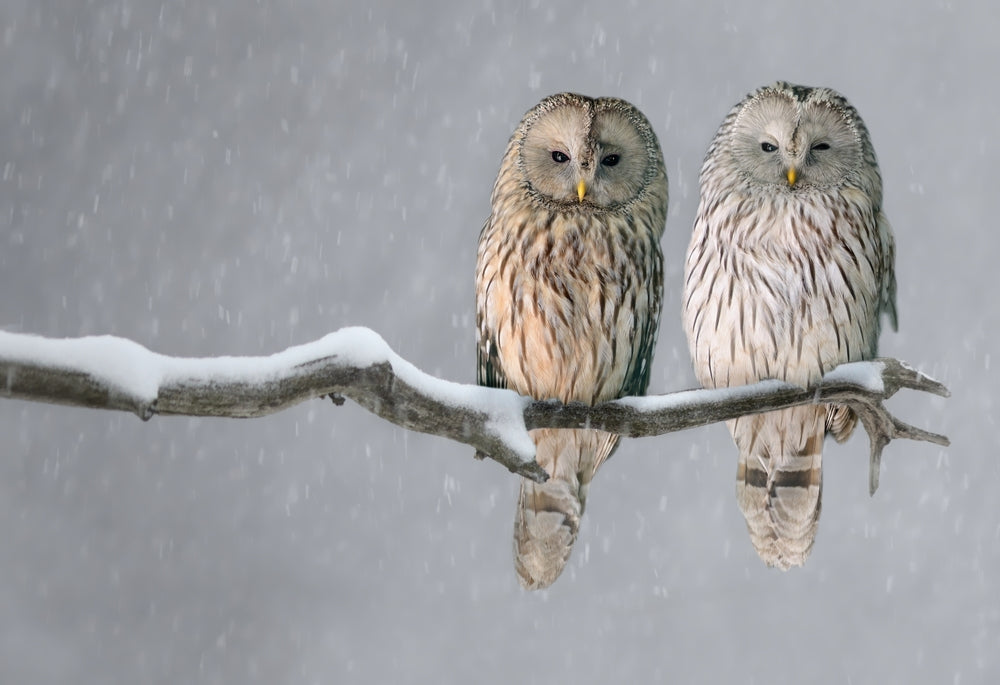 Owls on Tree Branch Photograph Print 100% Australian Made