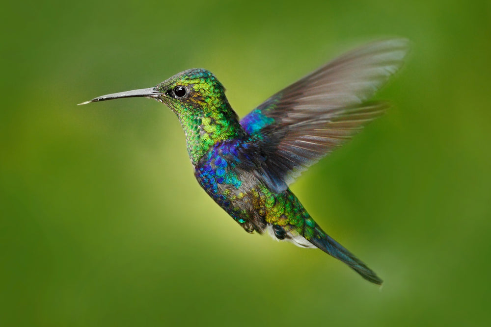 Flying Humming Bird Photograph 100% Australian Made