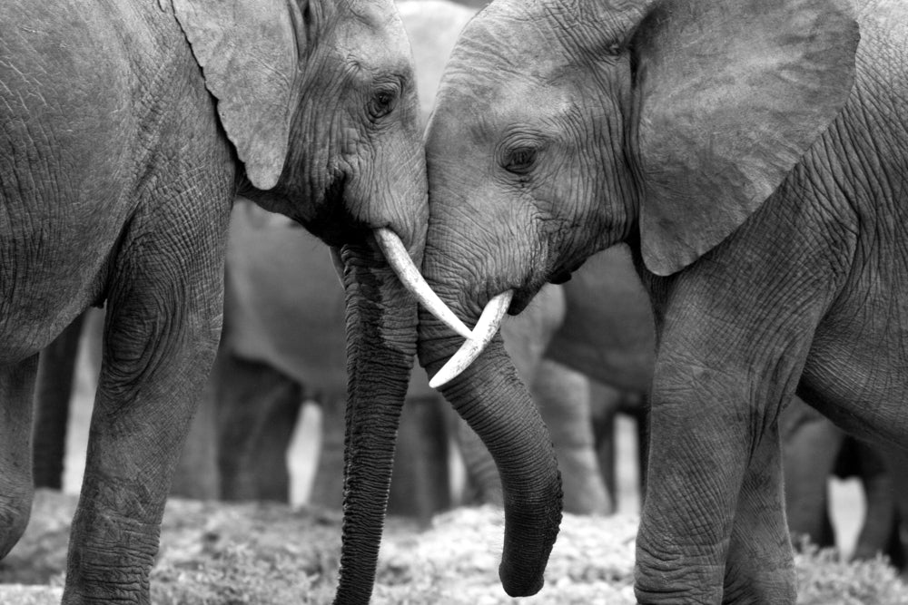 Elephants B&W Photograph Home Decor Premium Quality Poster Print Choose Your Sizes