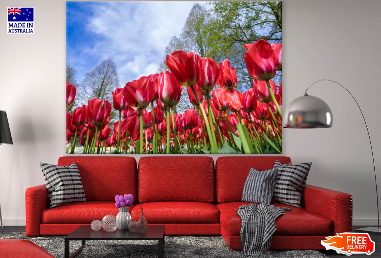 Red Tulip Flower Field Photograph Print 100% Australian Made