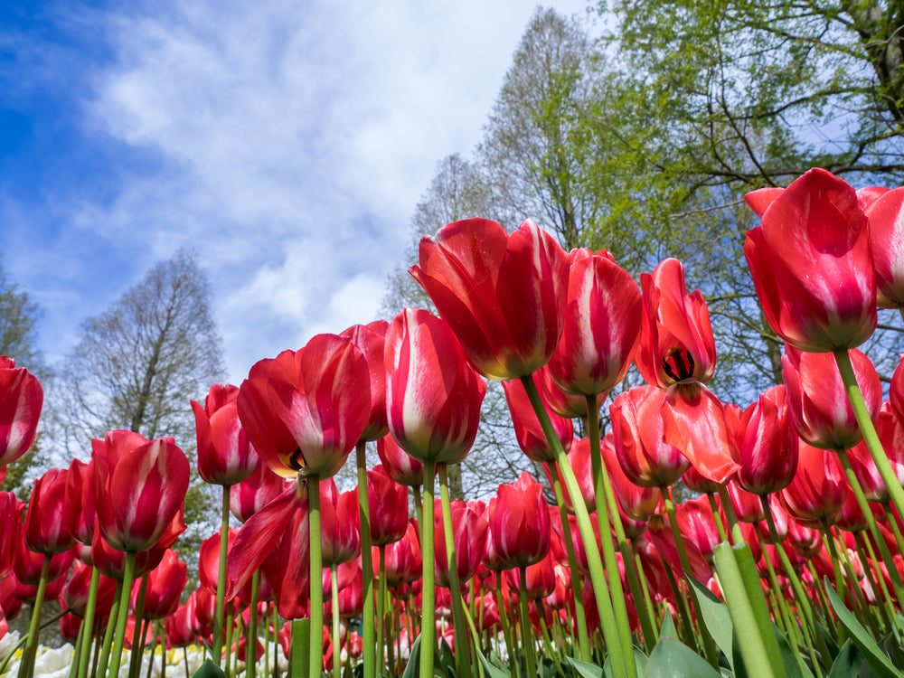 Red Tulip Flower Field Photograph Print 100% Australian Made