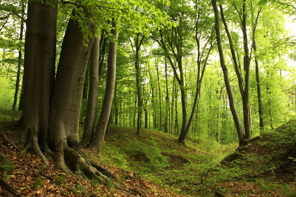 Deep Forest Trees Photograph Print 100% Australian Made