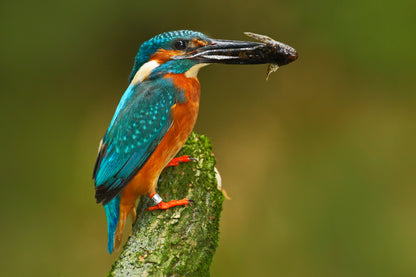 Kingfisher Bird with a Fish View Home Decor Premium Quality Poster Print Choose Your Sizes