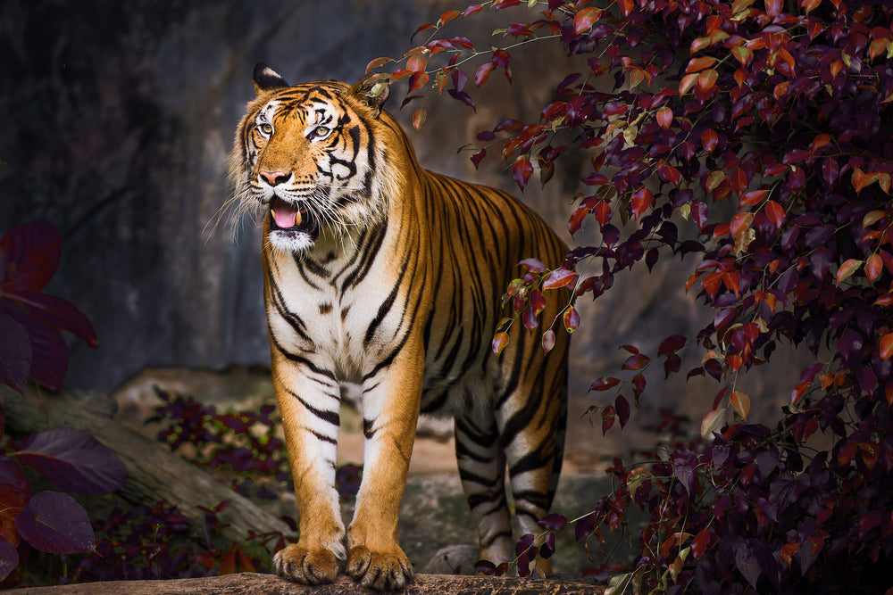 Tiger Walking in a Zoo Photograph Print 100% Australian Made