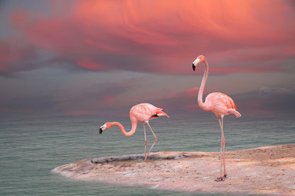 Flamingo Birds near River Scenery Photograph Home Decor Premium Quality Poster Print Choose Your Sizes