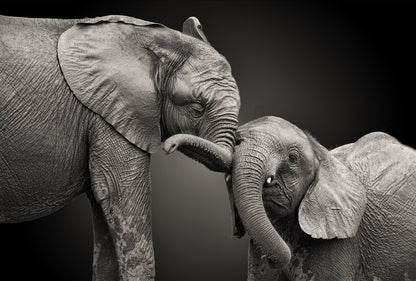 Elephants Love B&W Photograph Print 100% Australian Made