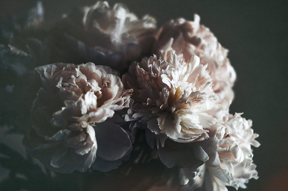 Flowers Closeup Photograph Print 100% Australian Made