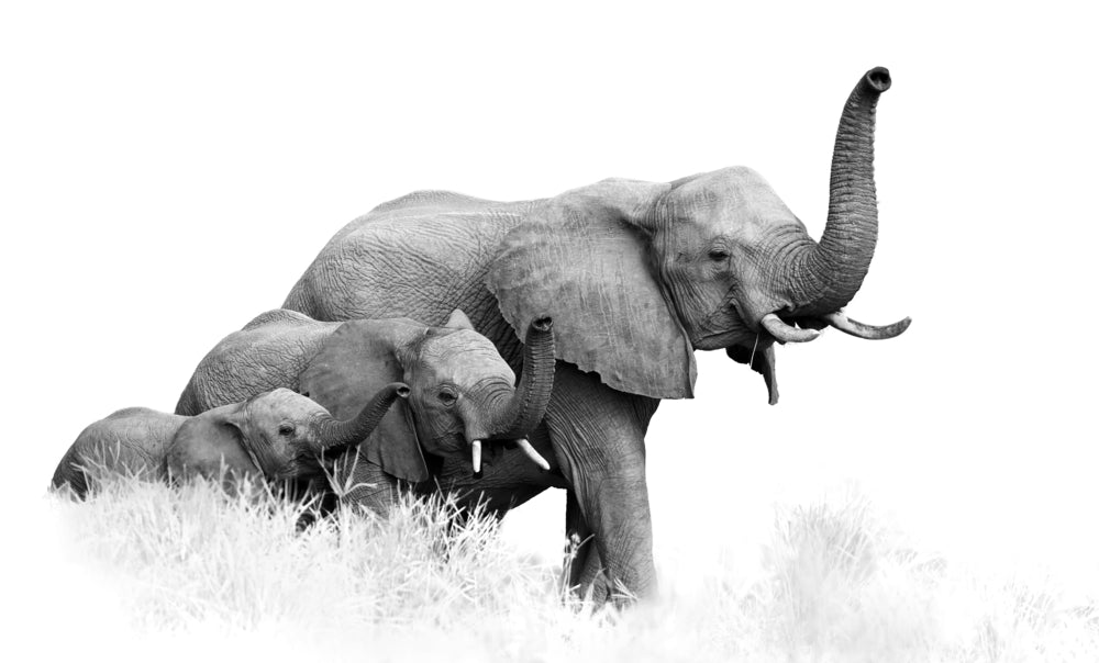 Elephants B&W Photograph Print 100% Australian Made