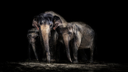 Elephant Family Hugging Photograph Print 100% Australian Made