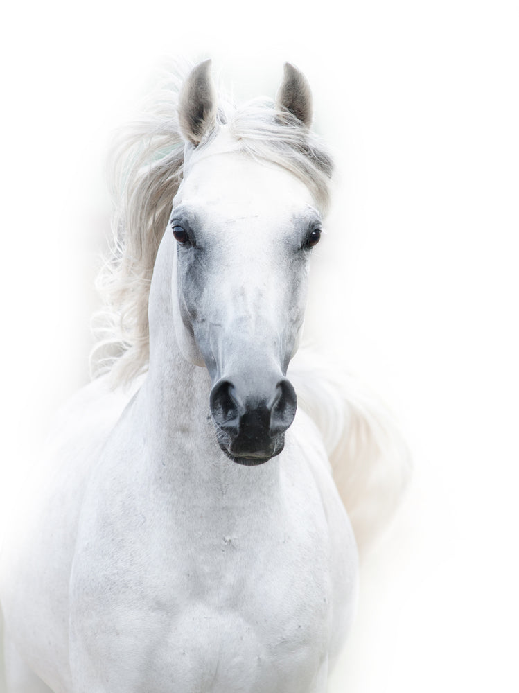 White Horse Portrait Photograph Print 100% Australian Made