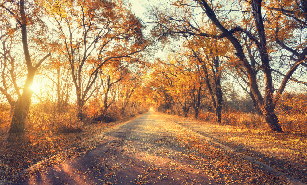 Autumn Forest Sunset Photograph Print 100% Australian Made