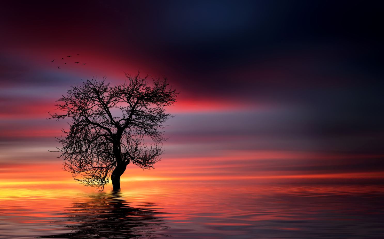 Alone Tree Under Red Moon Light Photograph Print 100% Australian Made