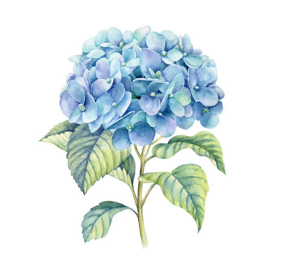 Square Canvas Hydrangea Floral Watercolor Painting High Quality Print 100% Australian Made