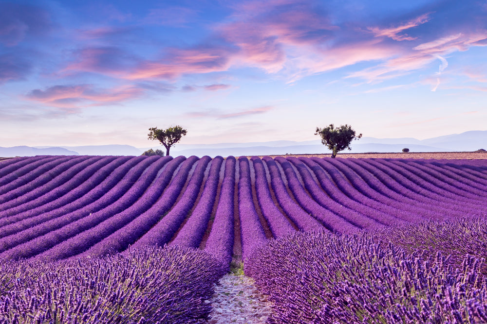 Beautiful Lavender Field Photograph Print 100% Australian Made