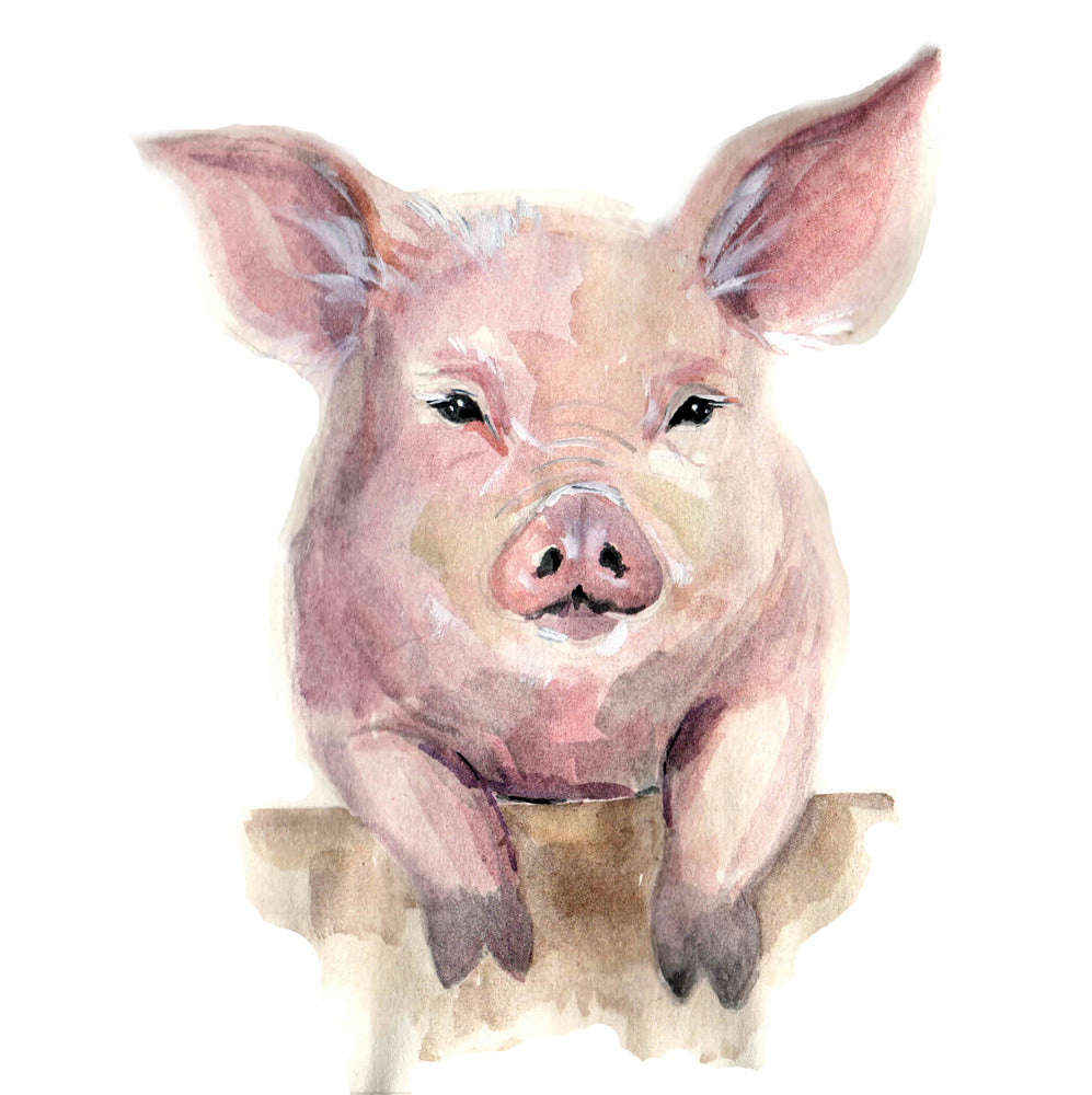 Square Canvas Pig Watercolor Painting High Quality Print 100% Australian Made