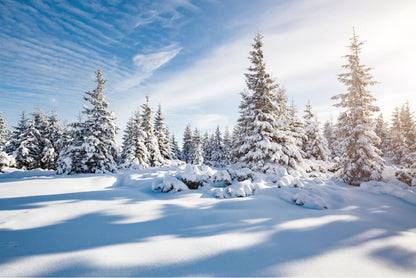 Snow on Trees & Ground Photograph Print 100% Australian Made